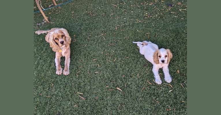 Linus, a Cocker Spaniel and English Cocker Spaniel mix tested with EmbarkVet.com