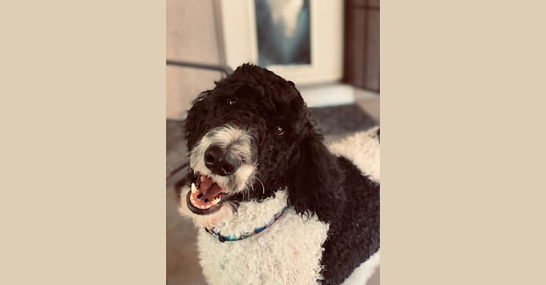 Benjamin Benji Bentley Benson, a Poodle (Standard) tested with EmbarkVet.com