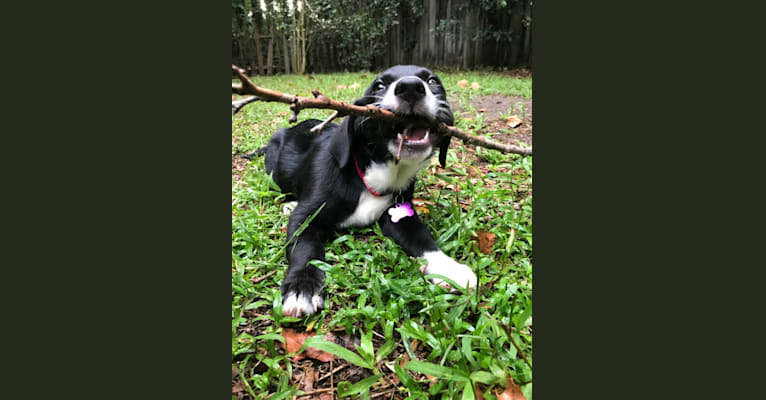 Rosie, a Labrador Retriever and Siberian Husky mix tested with EmbarkVet.com
