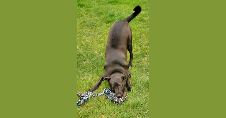 Photo of Oliver, an American Pit Bull Terrier, Siberian Husky, Alaskan Malamute, German Shepherd Dog, and Mixed mix in Yakima, WA, USA