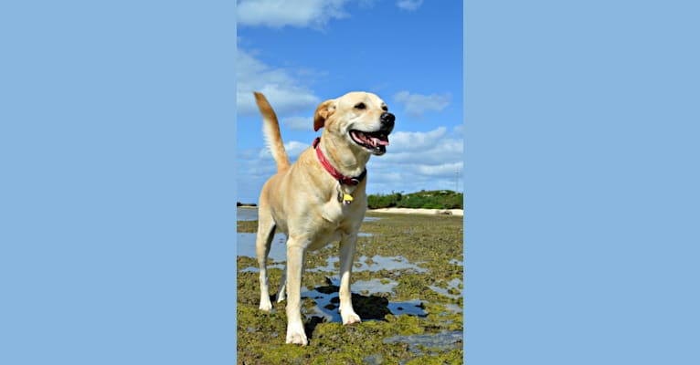 Henry, a Labrador Retriever and Basset Hound mix tested with EmbarkVet.com