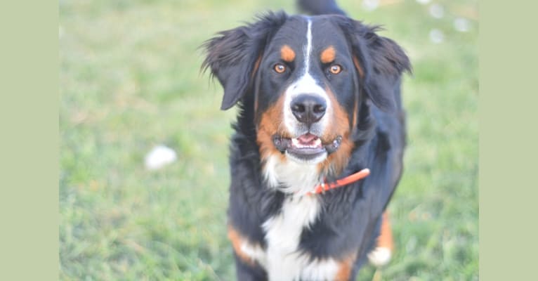 Finn, a Bernese Mountain Dog tested with EmbarkVet.com