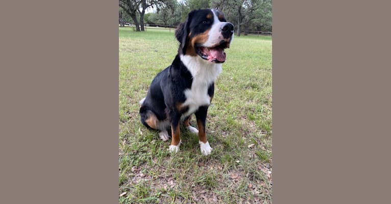 Gretta, a Greater Swiss Mountain Dog tested with EmbarkVet.com