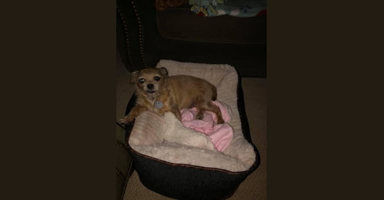 Photo of Maci, a Chihuahua, Shih Tzu, Maltese, and Pomeranian mix in Pomona, California, USA