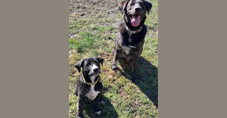 Guinness, a Labrador Retriever and Australian Cattle Dog mix tested with EmbarkVet.com
