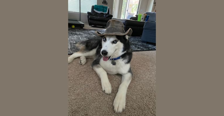 Indigo, a Siberian Husky and Alaskan Malamute mix tested with EmbarkVet.com