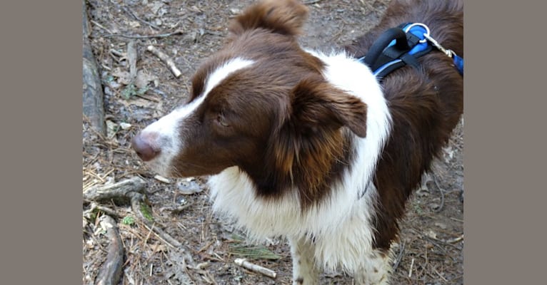 Rocky, an Australian Shepherd tested with EmbarkVet.com
