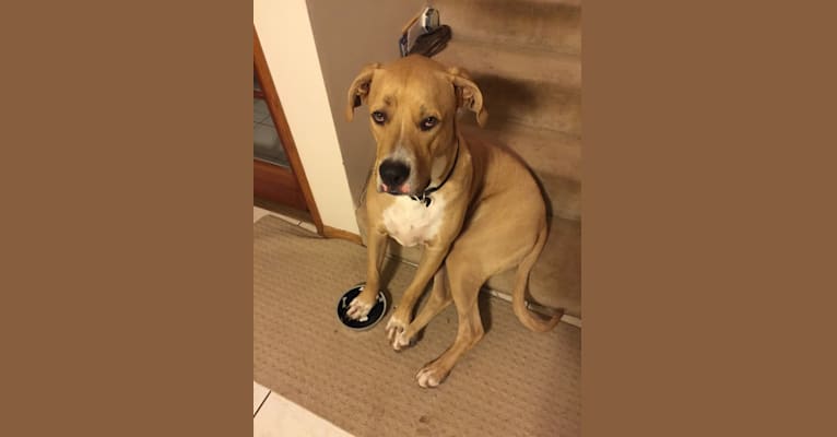 Roscoe, an American Pit Bull Terrier and German Shepherd Dog mix tested with EmbarkVet.com