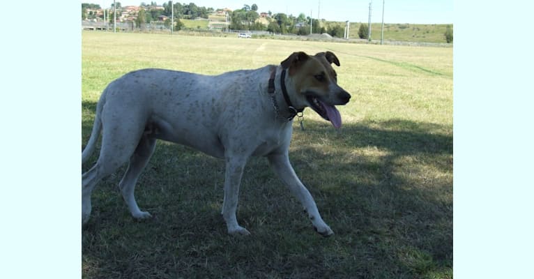Freya, an Australian Cattle Dog and Koolie mix tested with EmbarkVet.com