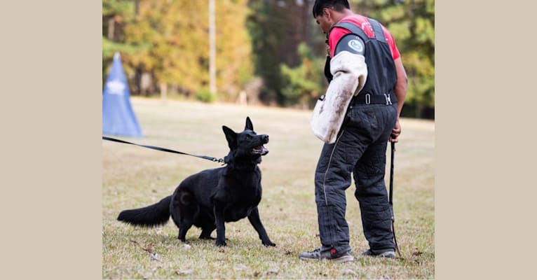Baya Juval Sport, a German Shepherd Dog tested with EmbarkVet.com