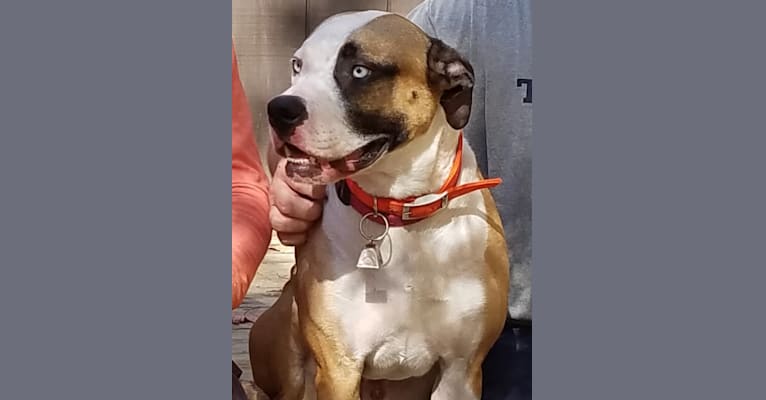 embark dog dna test breed