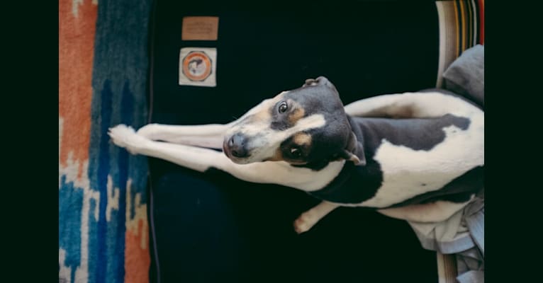 Photo of Maeve, a Treeing Walker Coonhound, American Pit Bull Terrier, and American Staffordshire Terrier mix in South Carolina, USA