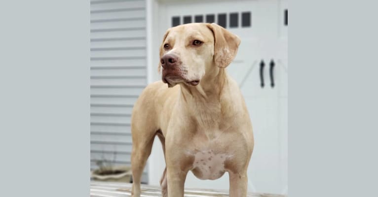Beaux, a Rhodesian Ridgeback and American Pit Bull Terrier mix tested with EmbarkVet.com