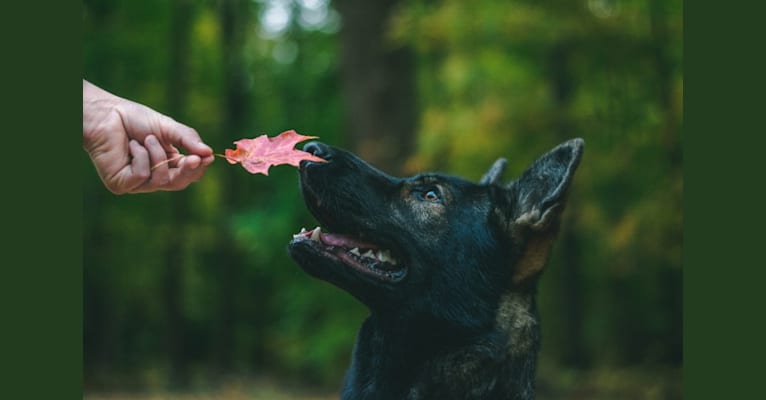 Freki, a German Shepherd Dog tested with EmbarkVet.com