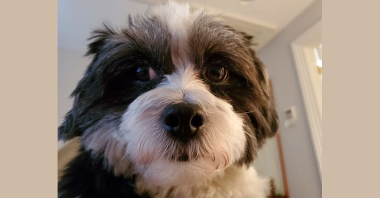 Lord Ardley Worthington, a Shih Tzu and Maltese mix tested with EmbarkVet.com