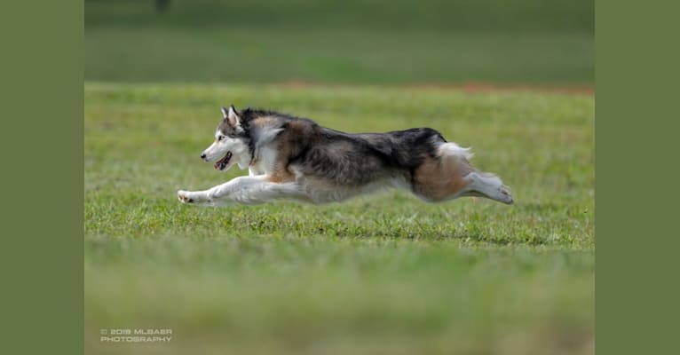 Wild Side of the Moon (Aleuna) a dog tested with EmbarkVet.com