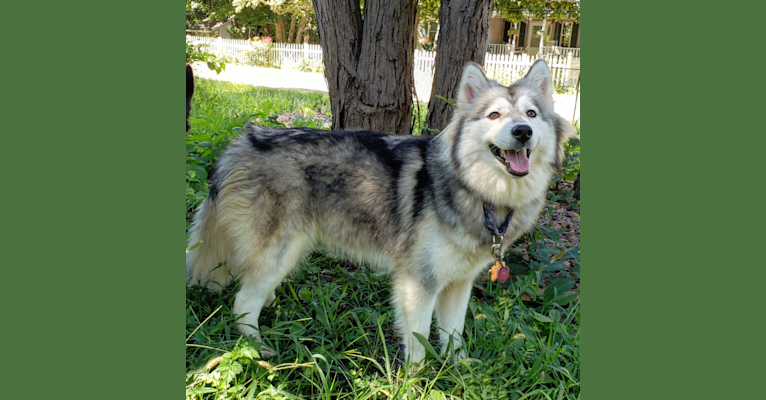 Lyra, a Siberian Husky tested with EmbarkVet.com