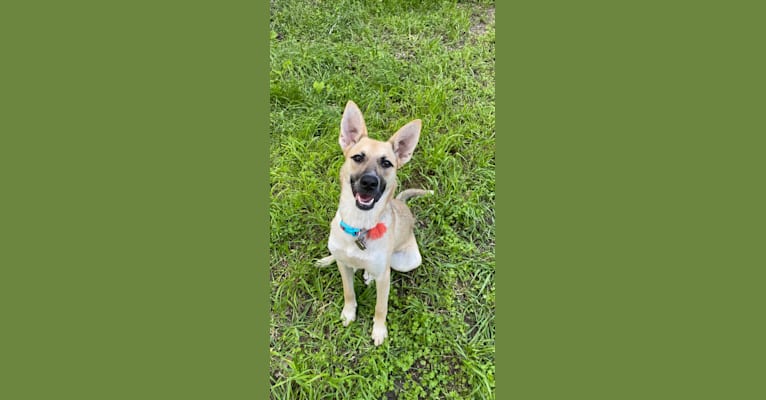 Maeby, a German Shepherd Dog and Australian Cattle Dog mix tested with EmbarkVet.com