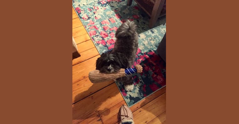 Photo of Owen, a Shih Tzu, Pomeranian, Poodle (Small), and Lhasa Apso mix in Massachusetts, USA