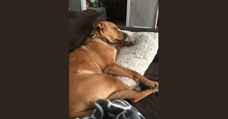 Red, a Staffordshire Terrier and Labrador Retriever mix tested with EmbarkVet.com