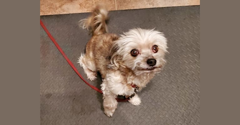Photo of Lili, a Chihuahua and Havanese mix in Boerne, TX, USA