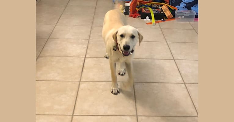 Buddy, a Rottweiler and Chinese Shar-Pei mix tested with EmbarkVet.com