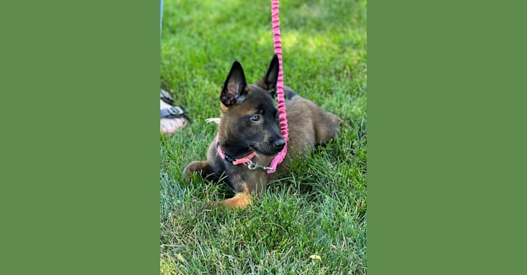 Roux, a Belgian Shepherd tested with EmbarkVet.com