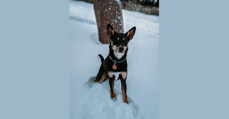 Cocoa Bean, a Labrador Retriever and German Shepherd Dog mix tested with EmbarkVet.com
