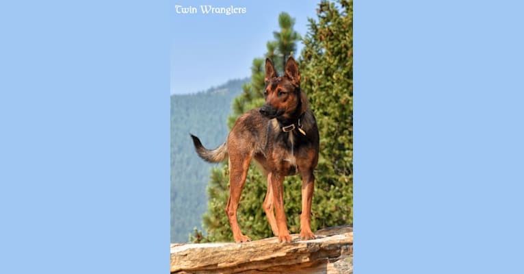Embark Dog Dna Test Breed
