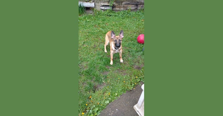 Jasper, a German Shepherd Dog tested with EmbarkVet.com