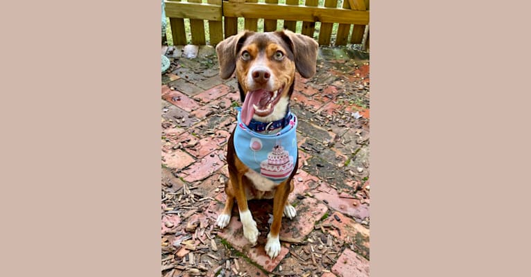 Photo of Beowulf, a Miniature Pinscher and Beagle mix in Williamsburg, VA, USA