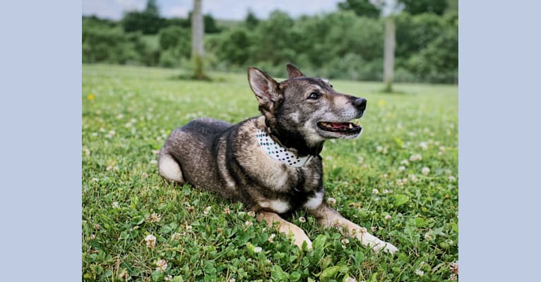 Photo of Gus, a Norwegian Elkhound, German Shepherd Dog, and Russell-type Terrier mix in Marlinton, WV, USA