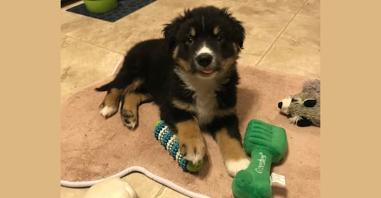 Koda, an Australian Cattle Dog and Rottweiler mix tested with EmbarkVet.com