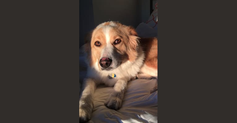 Margaux, a Great Pyrenees and Labrador Retriever mix tested with EmbarkVet.com