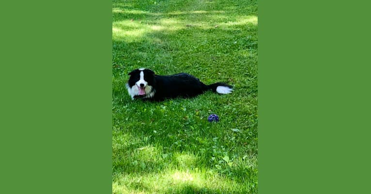 Photo of Angel, a Border Collie  in Tennessee, USA