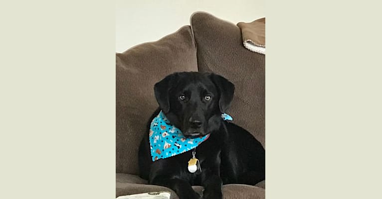 Jimmy, a Labrador Retriever and Scottish Terrier mix tested with EmbarkVet.com