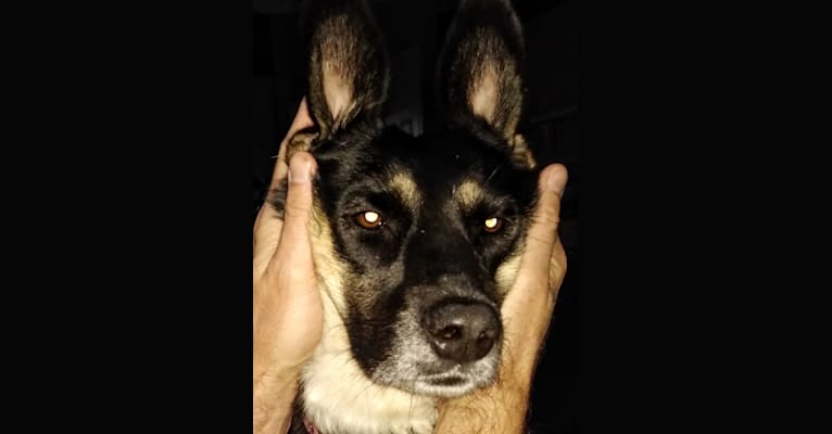 Lola, a Labrador Retriever and Basset Hound mix tested with EmbarkVet.com