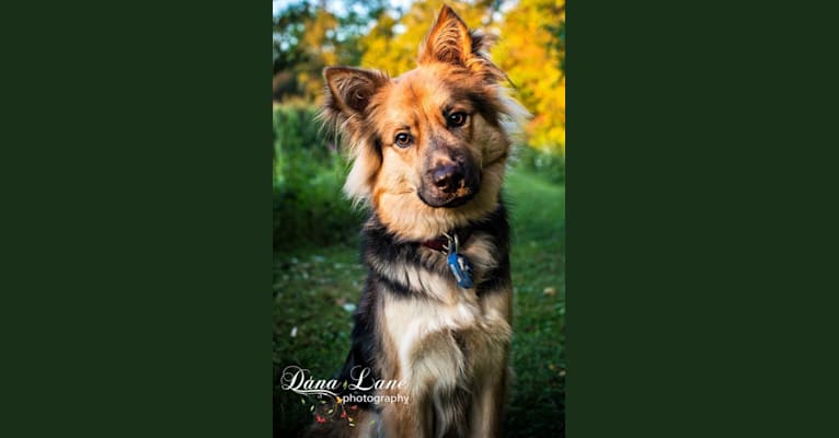 Ruger, a Chow Chow and German Shepherd Dog mix tested with EmbarkVet.com