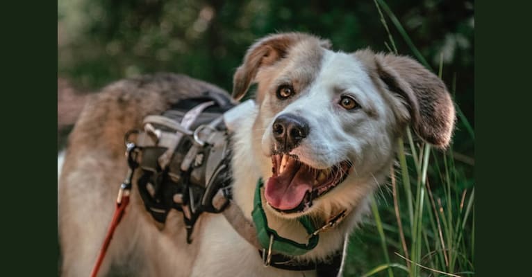 Indy, an European Village Dog tested with EmbarkVet.com