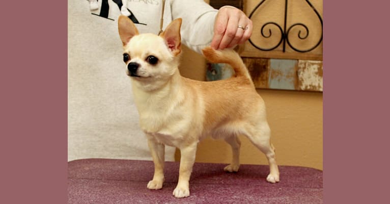 Photo of Riot, a Chihuahua  in Purcellville, VA, USA