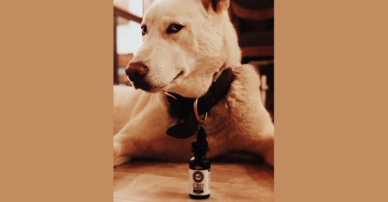 Argo, a Siberian Husky and Akita mix tested with EmbarkVet.com