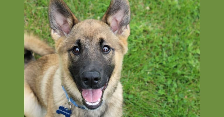 Percy, a Norwegian Elkhound and Australian Cattle Dog mix tested with EmbarkVet.com