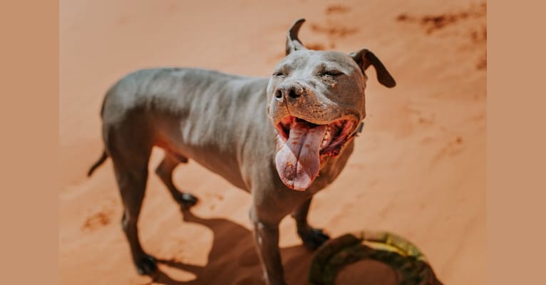 Blu, an American Bully and American Pit Bull Terrier mix tested with EmbarkVet.com