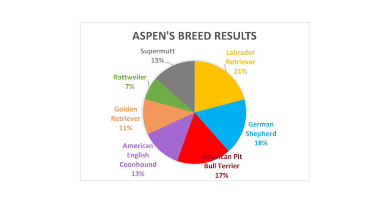 Aspen, a Labrador Retriever and German Shepherd Dog mix tested with EmbarkVet.com