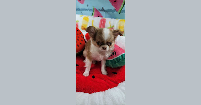 Photo of Madelyn, a Chihuahua 