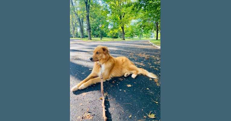 Leo, a Great Dane and Siberian Husky mix tested with EmbarkVet.com