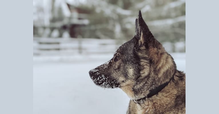 Rampart, a German Shepherd Dog and Siberian Husky mix tested with EmbarkVet.com