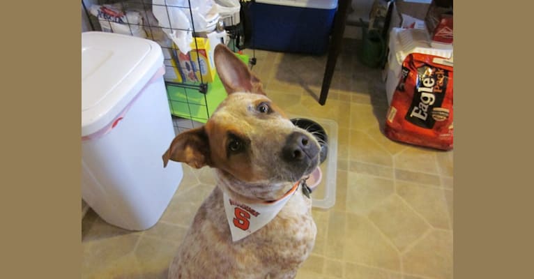 Leo, an Australian Cattle Dog and American Pit Bull Terrier mix tested with EmbarkVet.com