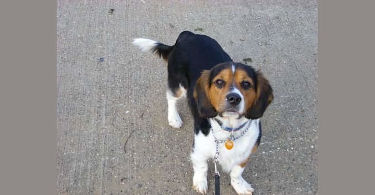 Reggie, a Beagle and Cocker Spaniel mix tested with EmbarkVet.com