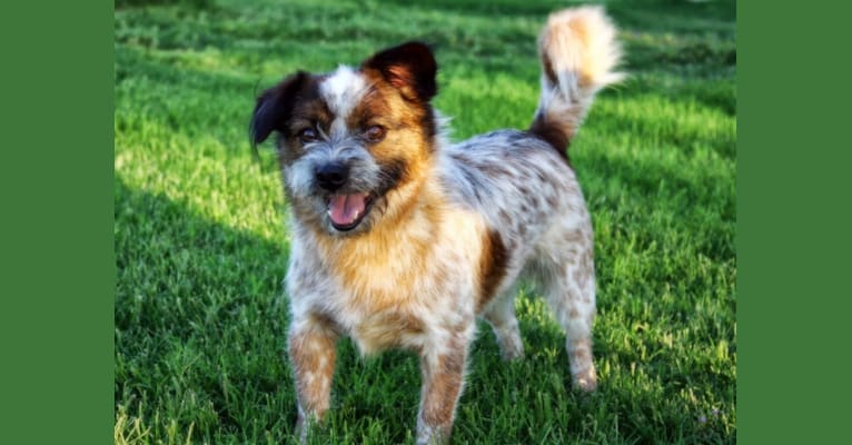 Cooper, a Shih Tzu and Australian Cattle Dog mix tested with EmbarkVet.com